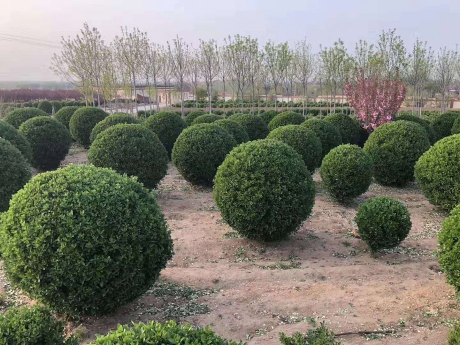 大叶黄杨球
